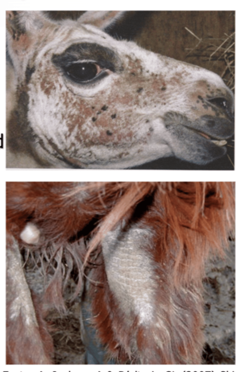 <p>1. Zinc responsive dermatosis: Alopecia, thickening of skin, scaling, hyperpigmentation. Occurs on areas without wool</p><p>2. Mange</p>