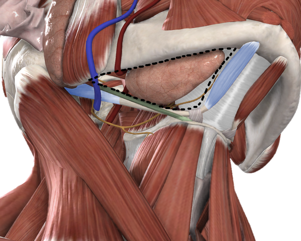 <p><span>Borders and content of the Anterior Triangle - Submandibular Triangle</span></p>