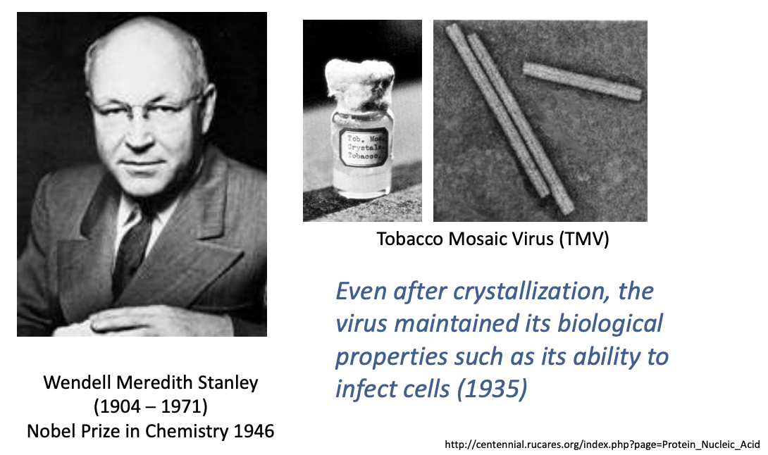 <p><strong>even after crystallizing them</strong>, the virus still maintained its biological properties and infected cells of the tobacco leaf</p>