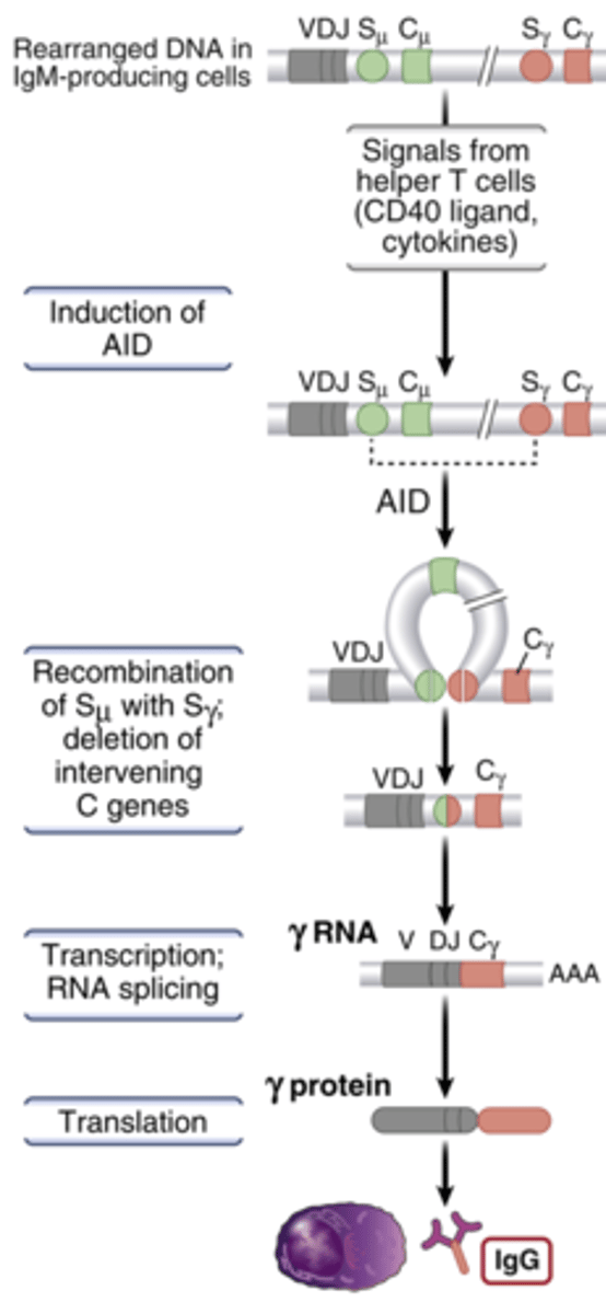 <p><strong>1. Initial Expression:</strong> A mature B cell first expresses a B cell receptor with an<strong> IgM or IgD consta</strong>nt region.</p><p><strong>2. Activation and Switching:</strong> When the B cell gets activated in the spleen or lymph nodes, specific<strong> cytokines trigger isotype switching</strong>.</p><p><strong>3. DNA Splicing:</strong> During isotype switching, the DNA is spliced to replace the IgM or IgD constant region with a different constant region gene (IgG, IgA, or IgE), based on the cytokines present.</p><p><strong>4. New Antibody Production:</strong> This results in a new antibody isotype (IgG, IgA, or IgE) while keeping the same antigen specificity.</p><p><strong>5. Specialization:</strong> Different isotypes (IgM, IgG, IgA, IgE) have different functions and roles in the immune response.</p><p>Isotype switching changes the constant region of the antibody to adapt its function, while the antigen-binding part remains the same.</p>