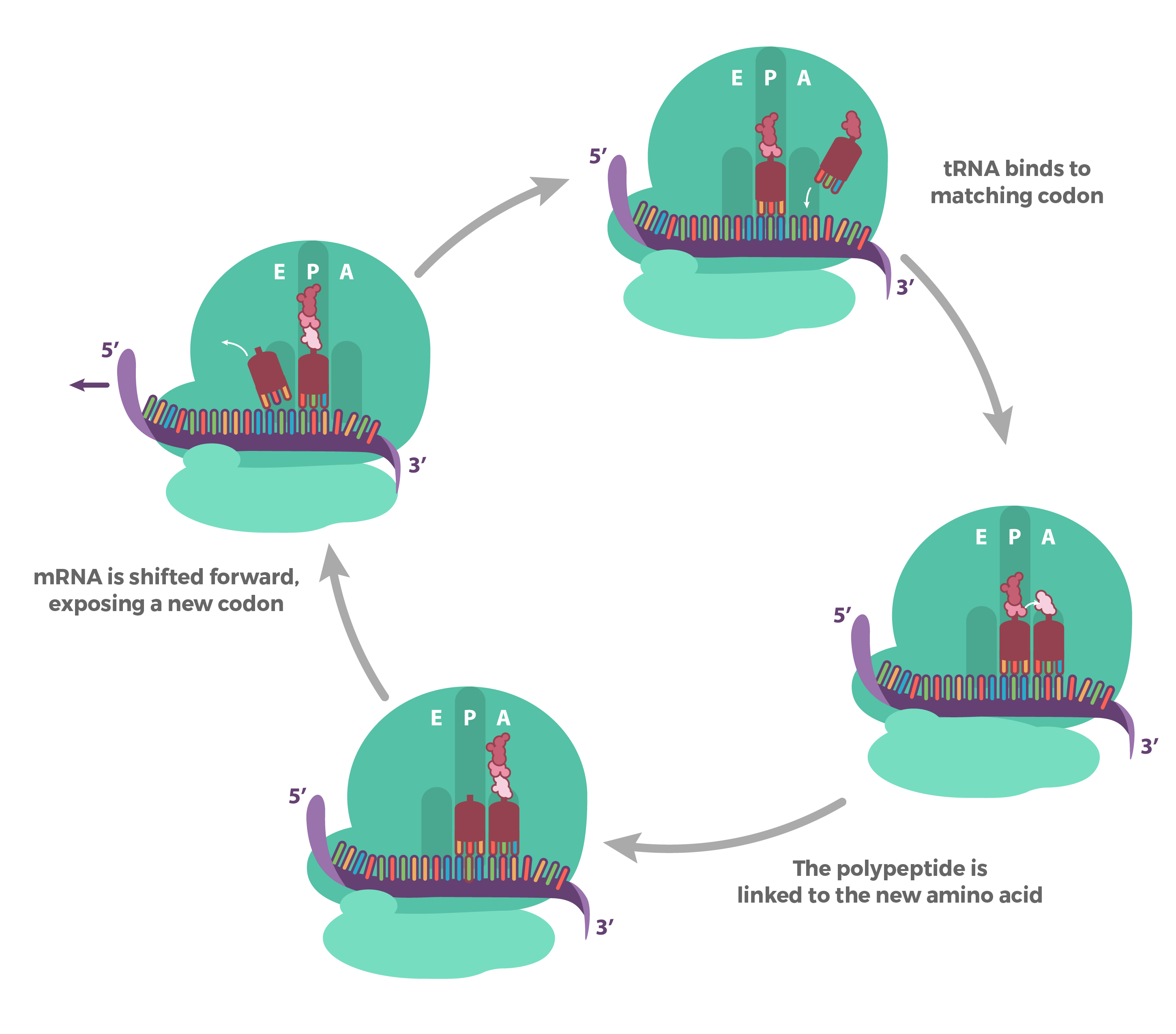 <p>Prokaryotes vs eukaryotes: bascially the same!</p><p>The process:</p><p>1) tRNA (charged) binds the codon in the A site</p><p>2) large subunit catalyzes peptide bond formation of nascent peptide on peptidyl-tRNA (in P site) to AA on aminoacyl-tRNA in A site As aminoacyl moves from A site to P site </p><p>3) Uncharged tRNA leaves E site</p>