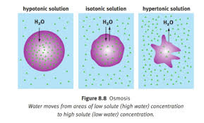 <p>- specific kind of simple diffusion that concerns water<br>- water moves from region of <u>lower solute concentration (higher water concentration)</u> to one of <u>higher solute concentration (lower water concentration)</u><br>- Hypotonic, Hypertonic, Isotonic</p>