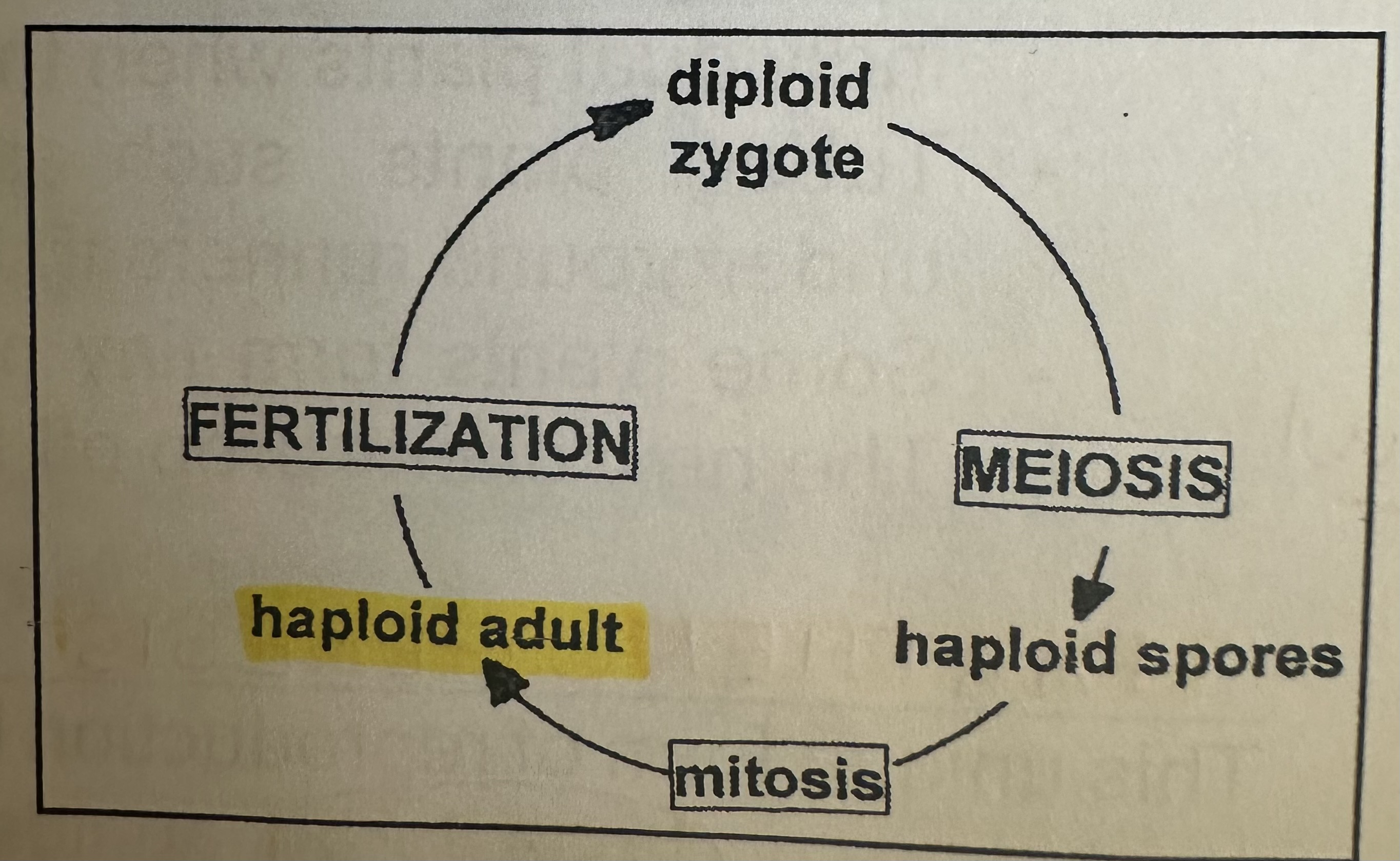 <p>Dominant long-lived adult form is haploid. Haploid spores do mitosis and grow into complete differentiated adults (mushrooms). Two haploid cells fuse into diploid zygote and meiosis back to haploid and complete cycle.</p>