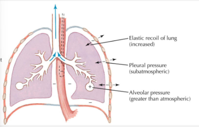 <ul><li><p>inspiratory muscles relax</p></li><li><p>recoil of lung causes alveolar pressure to exceed pressure at airway opening</p></li><li><p>air flows out of lung</p></li></ul><p></p>