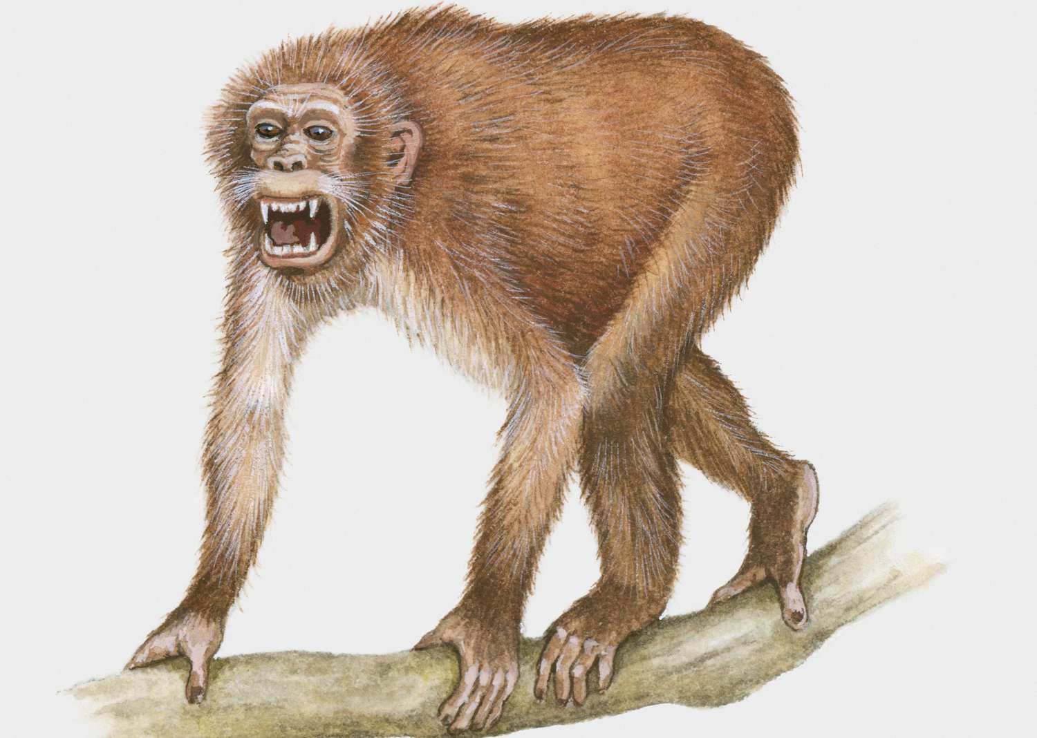 <p>Example of Propliopithecidae (diet, crest, activity pattern, locomotion)</p>