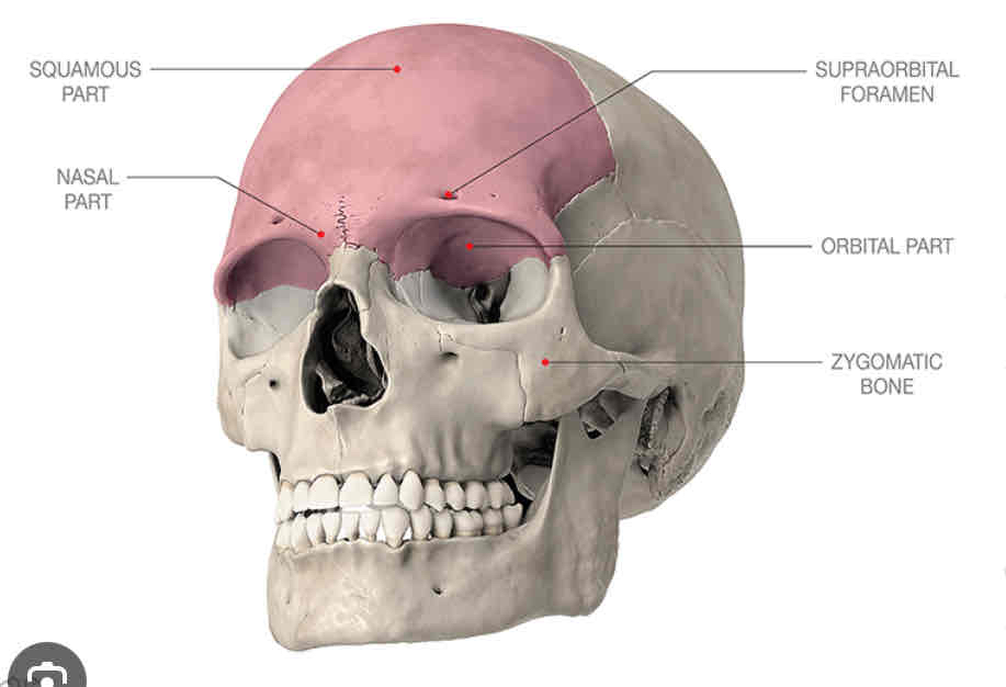 <p>The forehead or the frontal bone of the skull</p>