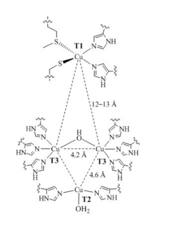 <p><span style="background-color: transparent;"><span>In laccases, the sulfur ligand is</span></span></p>