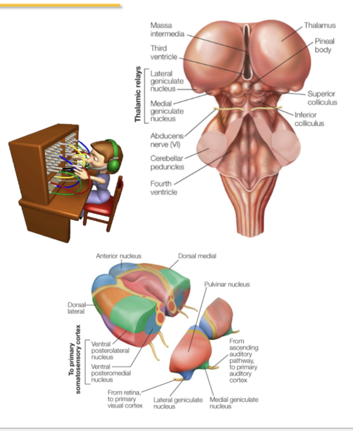 <p><span><span>Left and right thalamus, connected via the </span><strong><span>Massa Intermedia.</span></strong></span></p><p><span><span>Switch board of the brain. Receives </span><em><span>input from all sensory areas</span></em><span> of the brain (except smell).</span></span></p><p><span><span>Consists of several nuclei that act as specific relays for incoming sensory information:</span></span></p><ul><li><p><span><em><span>Lateral geniculate nucleus (LGN)</span></em><span>: visual information</span></span></p></li><li><p><span><em><span>Medial geniculate nucleus</span></em><span>: auditory information</span></span></p></li><li><p><span><em><span>Ventral posterior nuclei</span></em><span>: somatosensory information</span></span></p></li><li><p><span><em><span>Pulvinar</span></em><span>: attention and integrative functions</span></span></p></li></ul><p></p>