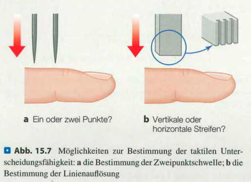 <p class=""><strong>Kurzfassung:</strong><br>Zur Messung der <strong>taktilen Unterscheidungsfähigkeit</strong> dienen klassische und moderne Methoden: die <strong>Zweipunktschwelle</strong>, die <strong>Linienauflösung</strong> und das <strong>Erkennen erhabener Muster</strong>. Moderne Verfahren liefern <strong>differenziertere Ergebnisse</strong> als klassische.</p><p class=""></p><p class=""><strong>Langfassung:</strong></p><ul><li><p class=""><strong>Zweipunktschwelle:</strong></p><ul><li><p class=""><strong>Klassisches Verfahren</strong>, bei dem zwei Punkte leicht auf die Haut gedrückt werden.</p></li><li><p class="">Die Versuchsperson gibt an, ob sie <strong>einen oder zwei Reize</strong> spürt.</p></li><li><p class="">→ Die <strong>geringste Distanz</strong>, bei der zwei Punkte als getrennt wahrgenommen werden, ist die Schwelle.</p></li><li><p class="">Häufig in Lehrbüchern zur Erklärung <strong>regionaler Unterschiede</strong> (z. B. Finger vs. Rücken).</p></li></ul></li></ul><p class=""></p><ul><li><p class=""><strong>Taktile Linienauflösung:</strong></p><ul><li><p class="">Ein Stimulus mit <strong>parallel eingekerbten Linien</strong> wird auf die Haut gedrückt.</p></li><li><p class="">Die Aufgabe besteht darin, die <strong>Orientierung der Linien</strong> (z. B. vertikal vs. horizontal) zu erkennen.</p></li><li><p class="">Die <strong>kleinste Linienbreite</strong>, bei der die Orientierung noch korrekt erkannt wird, bestimmt die Schwelle.</p></li><li><p class="">Liefert <strong>genauere Informationen</strong> als die Zweipunktschwelle.</p></li></ul></li></ul><p class=""></p><ul><li><p class=""><strong>Erkennung erhabener Muster:</strong></p><ul><li><p class="">Hier wird überprüft, ab welcher <strong>Größe</strong> Personen <strong>erhabene Zeichen</strong> (z. B. Buchstaben) <strong>tastend erkennen</strong> können.</p></li><li><p class="">Diese Methode ist besonders relevant für <strong>Blindenhilfen</strong> (z. B. Braille-Schrift).</p></li></ul></li></ul><p class=""></p><ul><li><p class=""><strong>Fazit:</strong></p><ul><li><p class="">Während die Zweipunktschwelle <strong>einfach und weit verbreitet</strong> ist, ermöglichen neuere Methoden eine <strong>präzisere und funktionalere Analyse</strong> der <strong>taktilen Detailwahrnehmung</strong>.</p></li></ul></li></ul><p></p>