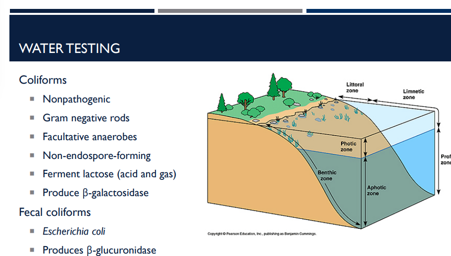 <p><em>Escherichia coli</em> is a type of fecal ______ that produces beta-____</p>