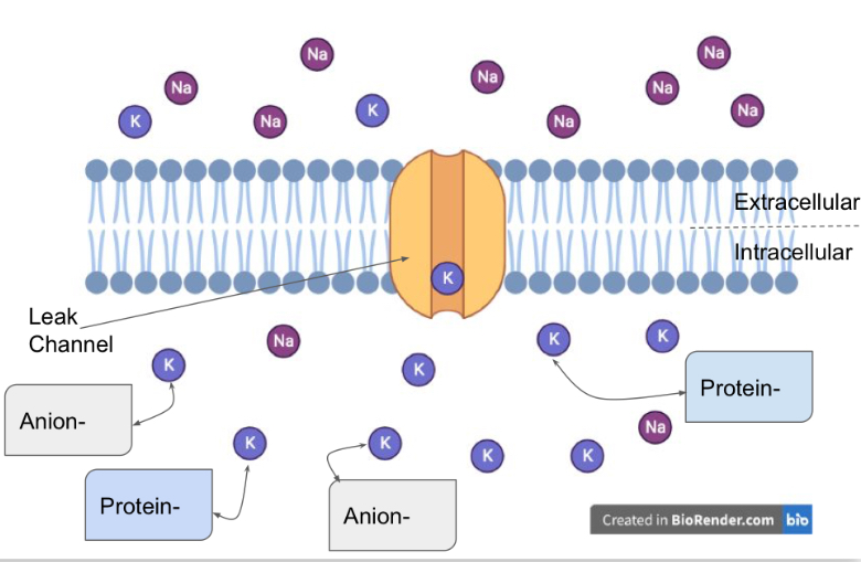 <p>Anions and negative ions intracellularly </p>