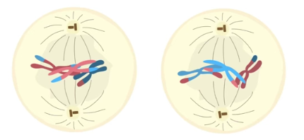 <p>meotix spindle re-forms, sister chromatids are connected to the meiotic spindle at centromeres</p>