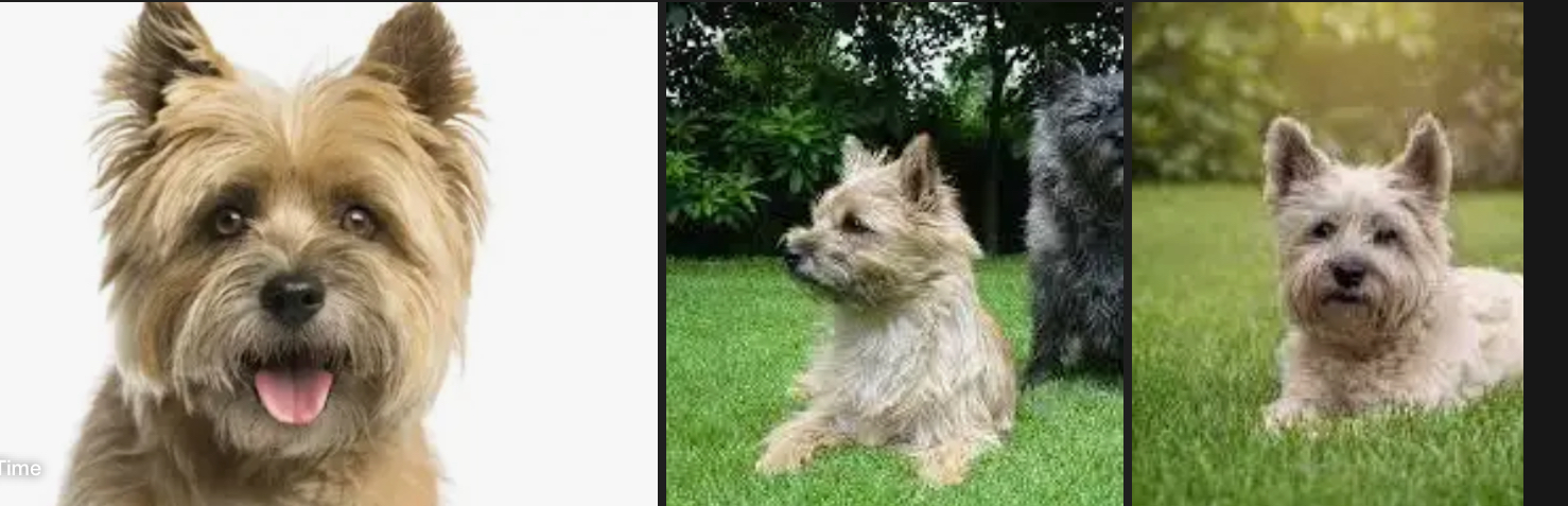 <p>DOG BREEDS: what is the breed?</p>