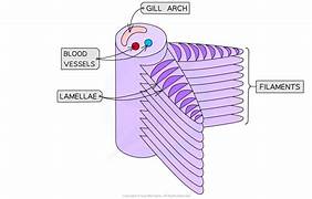 <ul><li><p>gill arch </p></li><li><p>gill filaments (primary lamellae)</p></li><li><p>gill plate (secondary lamellae)</p></li></ul><p></p>