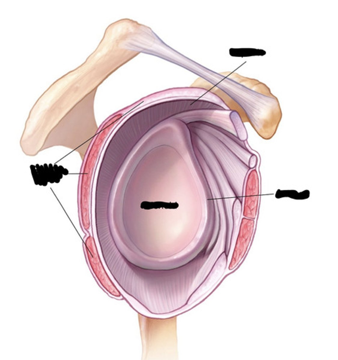 <p>The middle portion of the glenoid labrum, contributing to shoulder stability.</p>