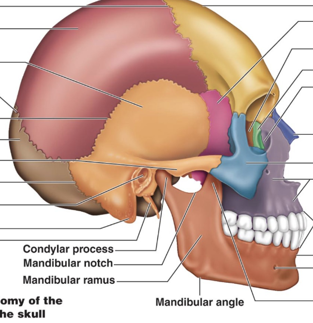 <p>a thick, hard bone in the skull that protects the ear and balance organs, and is also involved in jaw movement</p><p>Light orange part</p>