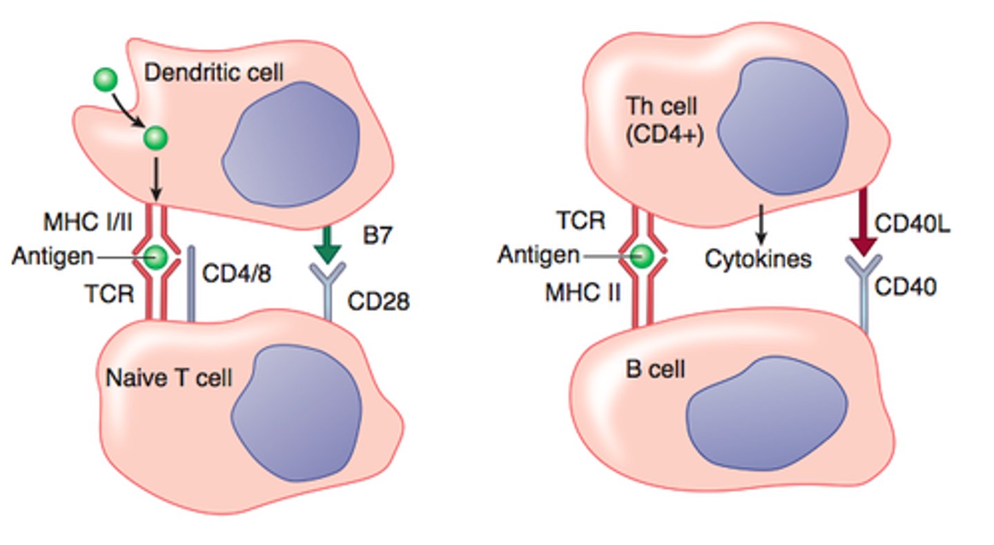 <p>peptide MHC and costimulatory molecules</p>