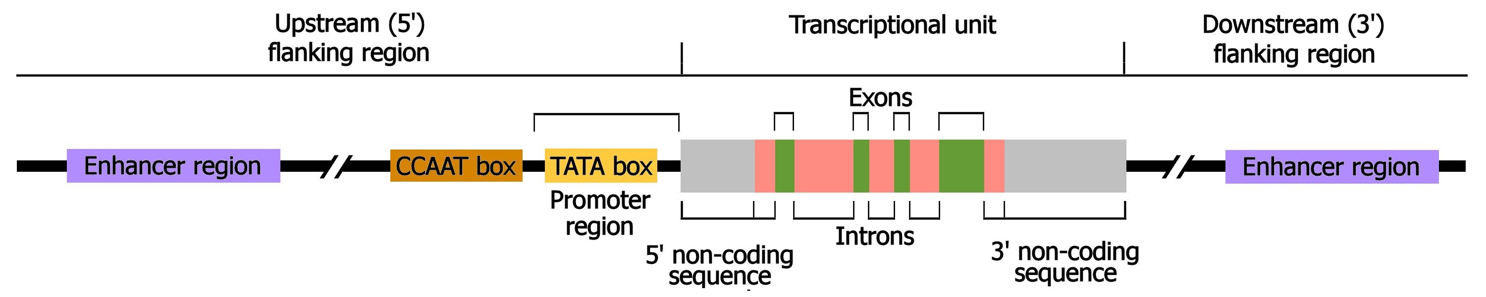 <ul><li><p>promotor region</p></li><li><p>exons and introns</p></li><li><p>TATA box in promotor- initiation of transcription</p></li><li><p>transcription initiation site</p></li><li><p>translation initiaton site in <strong>exon 1 (ATG)</strong></p></li><li><p>translation termination site</p></li><li><p>transcription termination site</p></li></ul><p></p>