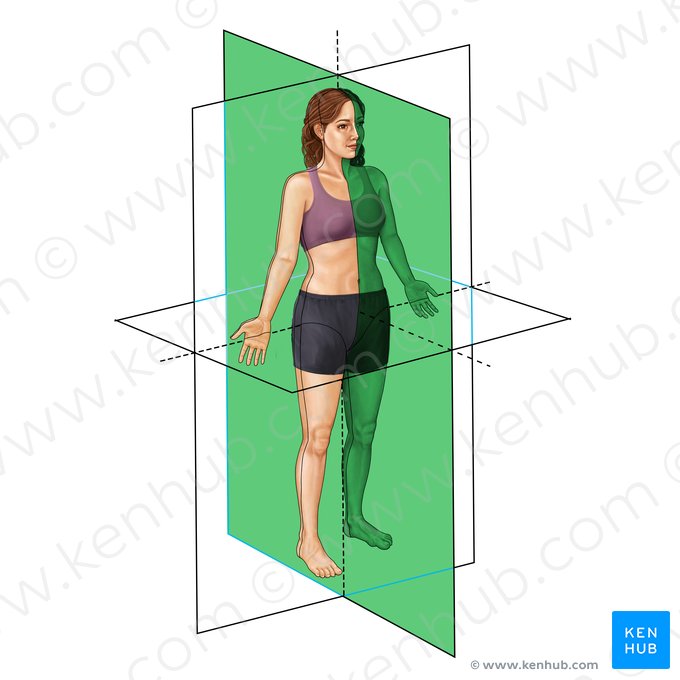 <p>-medial means toward the midline</p><p>-left and right</p>