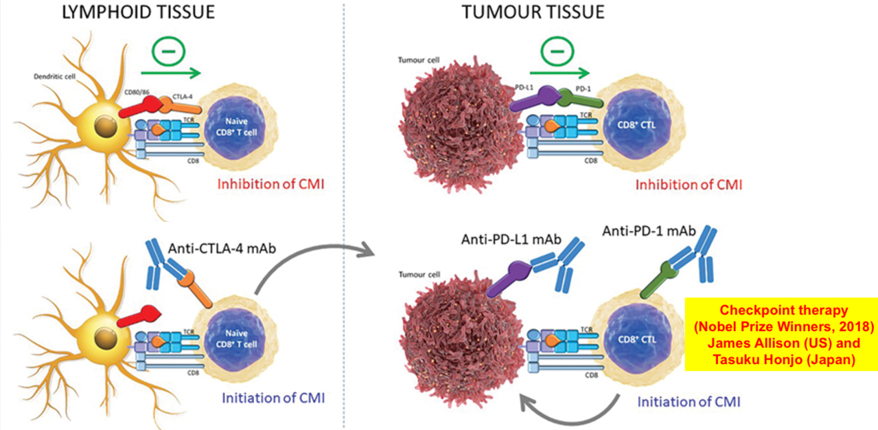 <p><span><span>In lymphoid tissues, inhibition of cell-mediated immunity (CMI) can occur when tumour antigens are presented in the context of inhibitory (CTLA-4), rather than co-stimulatory (CD28), signals. Administration of anti-CTLA-4 antibody can inhibit this effect and enhance activation of tumour-specific naïve CD8+ T cells. Within the tumour microenvironment, expression of inhibitory molecules on the tumour cell surface (PD-L1, PD-L2) can inhibit the activity of CD8+ cytotoxic T lymphocytes (CTLs). Use of monoclonal antibodies directed against either PD-L1 or alternatively PD-1, expressed on the T cell, can abrogate this effect and permit their normal function of cytotoxicity</span><strong><span>.</span></strong></span></p>