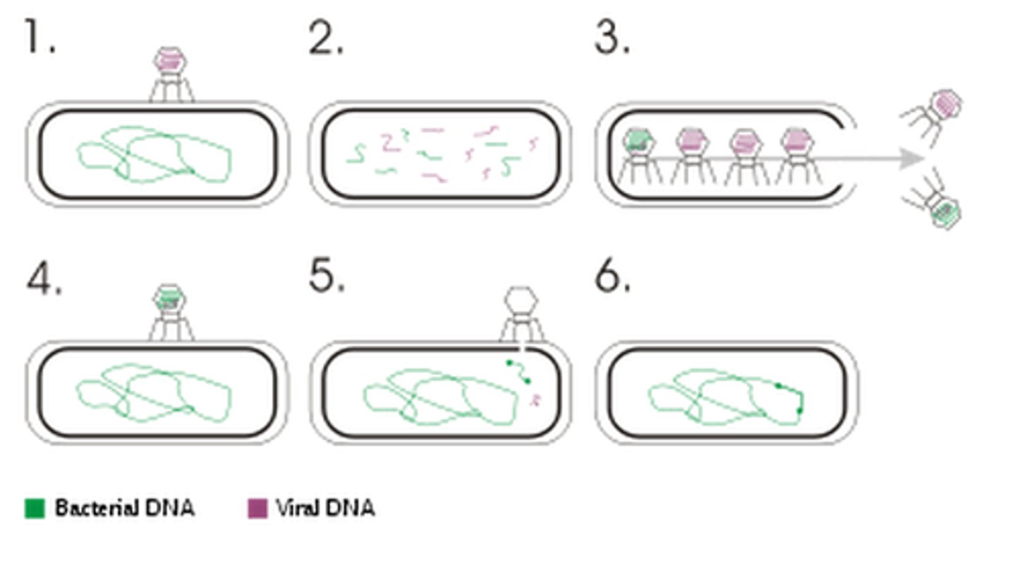 <p>Most common means of horizontal gene transfer in between bacterial cells. This method uses a virus to move genes from one cell to another</p>