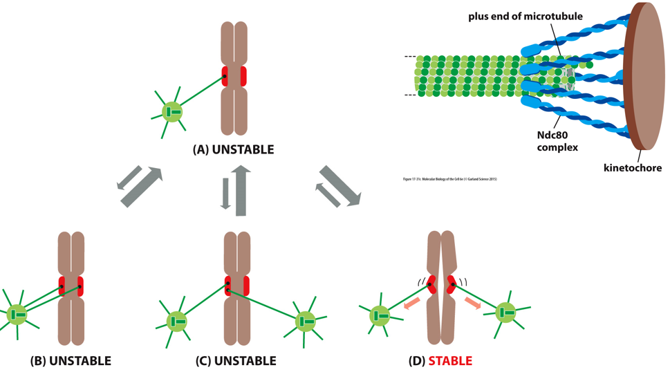 Microtubules (MT) attach to centromeric kinetochore

* **Ndc80 complex**: bridge between MT and kinetochore

\
__checking correct orientation__

* growth and catastrophe of MT
* only stabilized if attached correctly (conformational change in kinetochore)