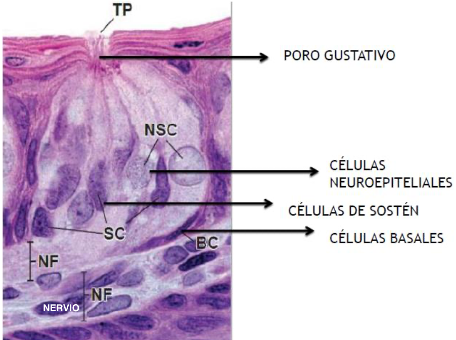 <p>Estructura ovalada de epitelio estratificado con un poro gustativo a nivel apical.</p><ul><li><p><strong>Células basales:</strong> Células madres proliferativas que se diferencian en oscuras, claras e intermedias.</p><p></p></li><li><p><strong>Células de sostén:</strong> Células oscuras.</p></li></ul><p></p><ul><li><p><strong>Células neuroepiteliares: </strong>Son las más numerosas y van desde los poros hasta hacer sinapsis con neuronas sensoriales aferentes.</p></li></ul><p></p>
