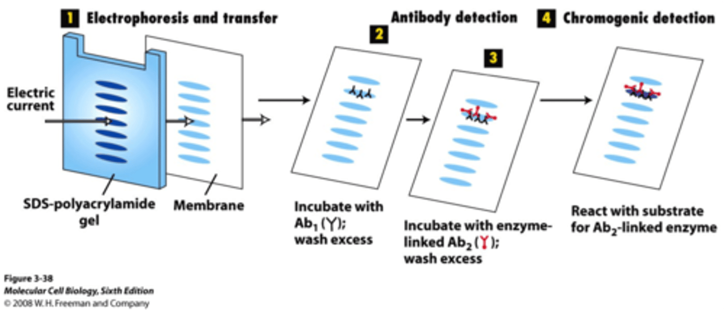 <p>proteins are separated in an SDS-PAGE gel, transferred to a polymer, stained with a primary antibody, stained with a secondary antibody, and quantified</p>