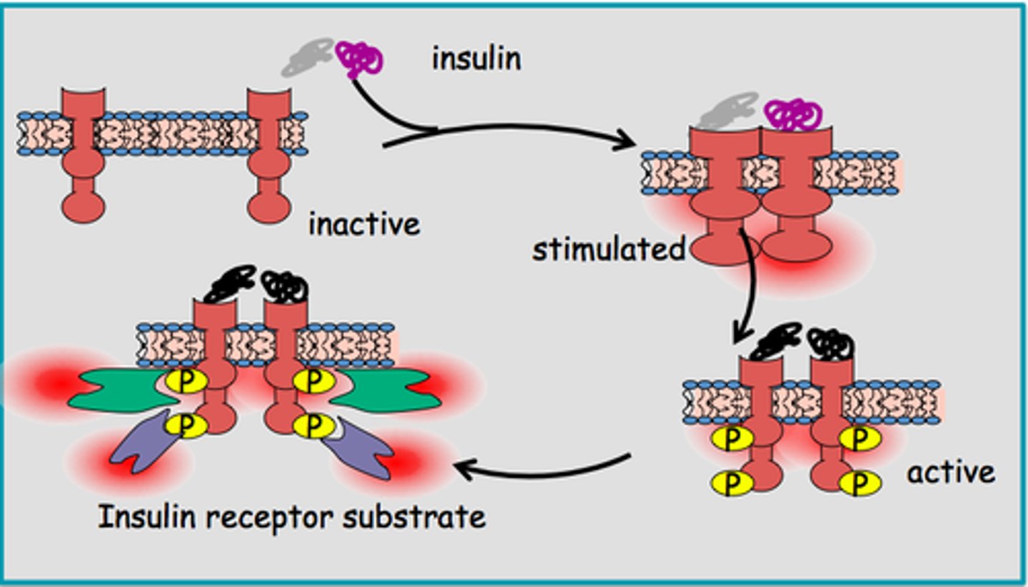 <p>- insulin binds the insuline receptor and changes the conformation then that binds to the kinase domains</p><p>-kinase domains phosphorylate each other</p>