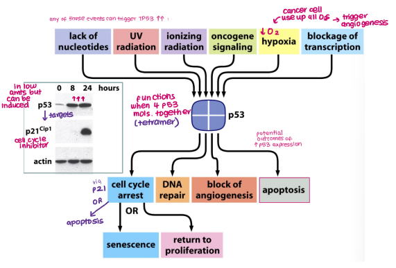 <ol><li><p>Senescence</p></li><li><p>DNA repair</p></li><li><p>Apoptosis</p></li><li><p>Blocking angiogenesis</p></li></ol><p></p>