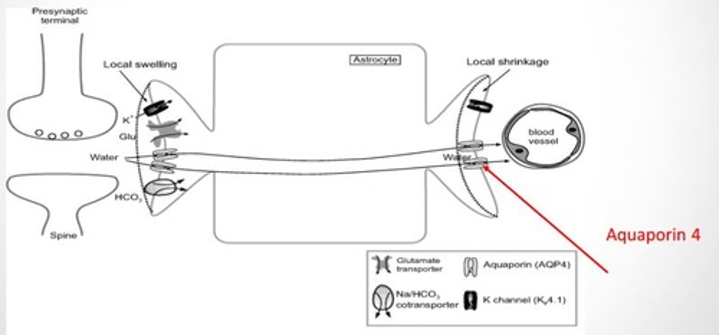 <p>c) A channel protein that facilitates the movement of water across cell membranes</p>