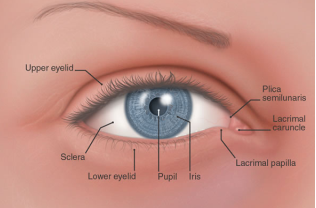 <p>eyelid → protecting front of the eye.</p><p>upper eyelid attached to levator palpebra</p>