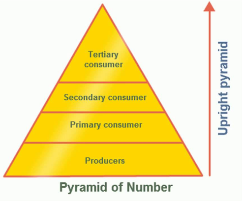 <p>Representation of total living biomass or organic matter present at different trophic levels in an ecosystem</p>