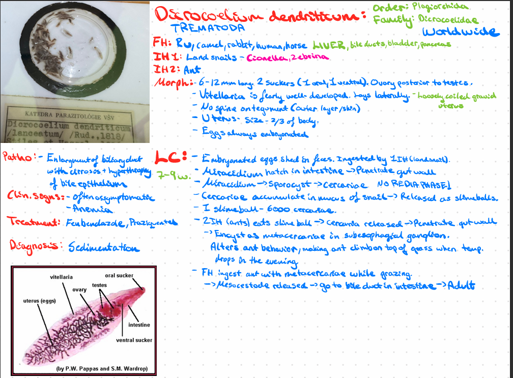 <p>Dicrocoelium dendriticum - trematoda</p>