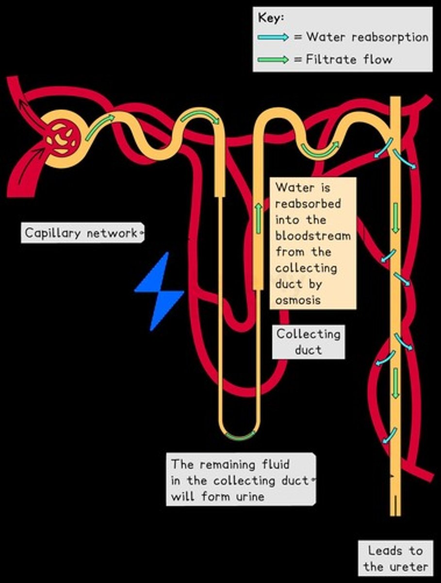 <p>Reabsorption of water, which is part of osmoregulation.</p>