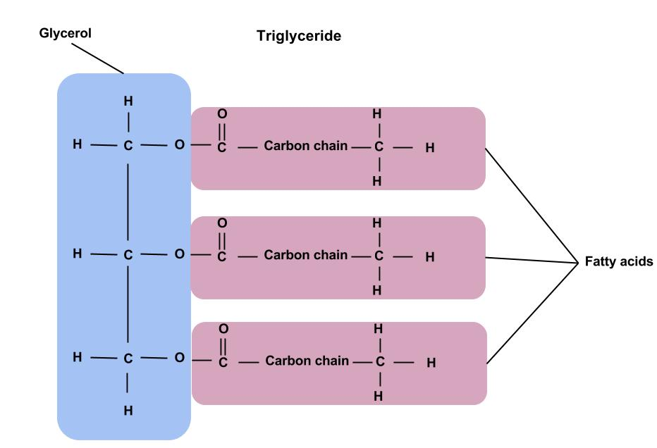 <p>1 glycerol + 3 fatty acids</p><p><strong>properties: </strong></p><ul><li><p>non polar and hydrophobic(repels water) →insoluble in water but soluble in organic(carbon containing) substances e.g ethanol</p></li><li><p>in water triglycerides bundle together as insoluble droplets bc the tails face inwards and the glycerol heads shield them from water</p></li><li><p>ester bonds form between each glycerol’s OH group and each fatty acids’s OH group through a condensation reaction also called esterification</p></li><li><p>triglycerides are stored in adipose(fat) tissue and are used as an energy store bc lots of energy is released when fatty acid chains break down</p></li></ul><p></p>
