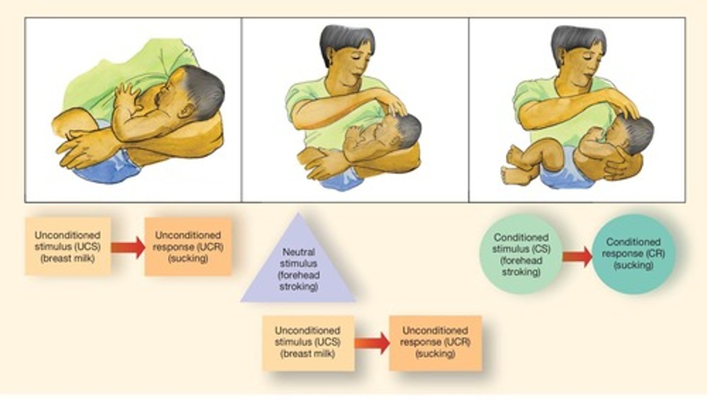 <p>A learning process where a neutral stimulus becomes associated with a reflexive response.</p>
