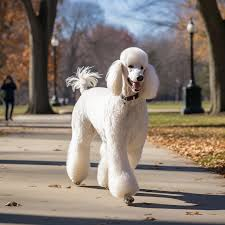 <p>Nonsporting: Standard poodle</p>