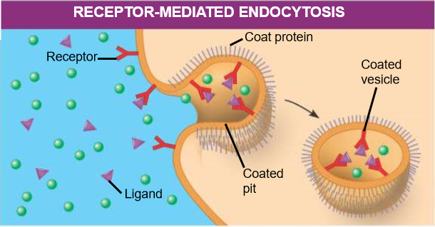 <ul><li><p>enables cell to acquire bulk quantities of specific substances, even tho those substances may not be very concentrated in extracellular fluid</p></li></ul>