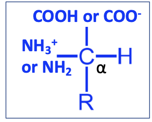 <p>Amino group: NH3+ / NH2</p><ul><li><p>pKa = 9.5</p></li></ul><p>Carboxyl group: COOG / COO-</p><ul><li><p>pKa = 2.0</p></li></ul><p>R = side chain</p><p></p>