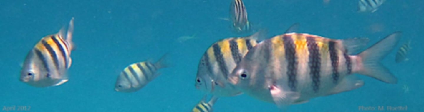 <p>Sergeant Major</p>