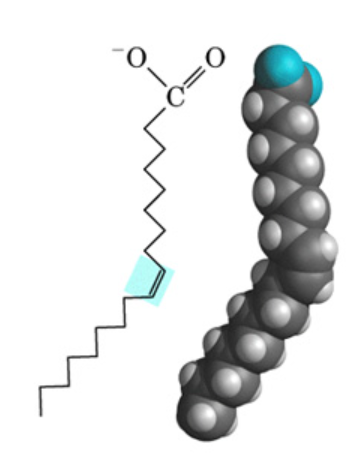 <p>fat with double bonds between carbons</p>