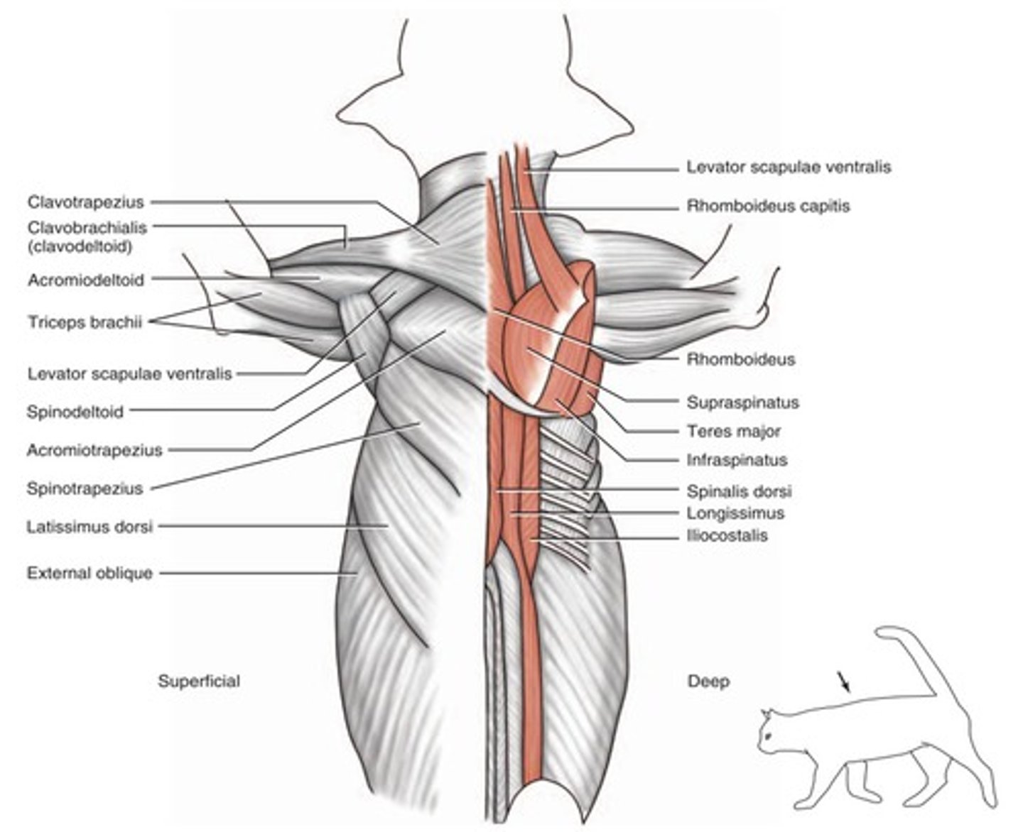 <p>origin: Occipital bone</p><p>insertion: dorsal border of scapula</p><p>Action: Elevates forelimb, holds scapula to thorax</p>