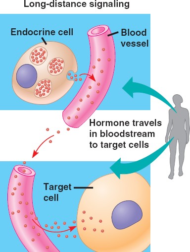 <p>A type of hormonal signaling where hormones travel via the circulatory system to reach the target cell. </p>
