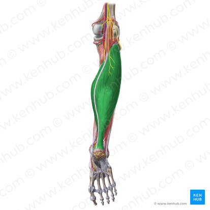 <p>Where does the soleus insert</p>