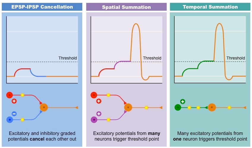 <p>The total effect of neurotransmitters on a neuron, including excitatory and inhibitory neurotransmitters. </p><p>The summation determines whether the neuron will generate an action potential in an all-or-nothing manner</p>