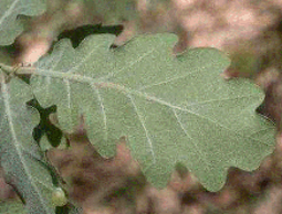 <p><span><strong>Listy plstnaté</strong></span></p>