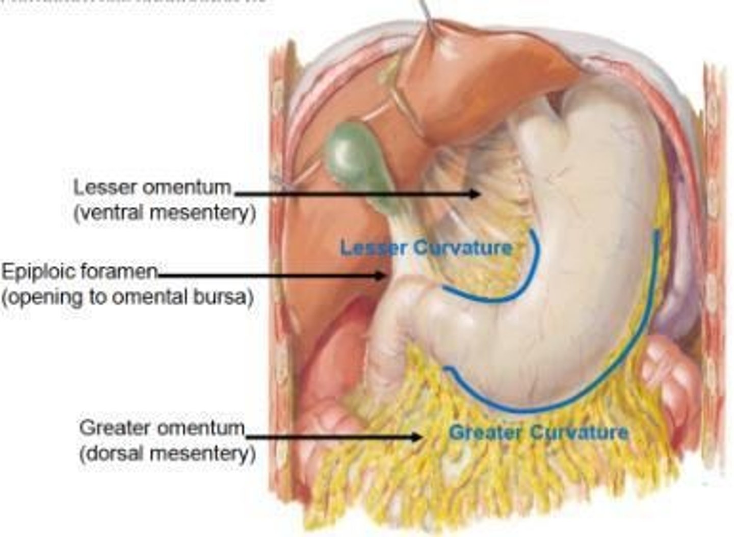 <p>Connection between lesser and greater sacs.</p>