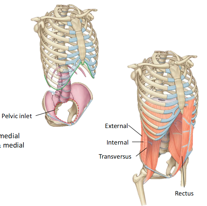 <p>• Vertebrae: 5 lumbar vertebrae </p><p>• Pelvis: Superior aspect of pelvic bone </p><p>• Thorax: Costal margin, rib XI-XII, xiphoid process</p>