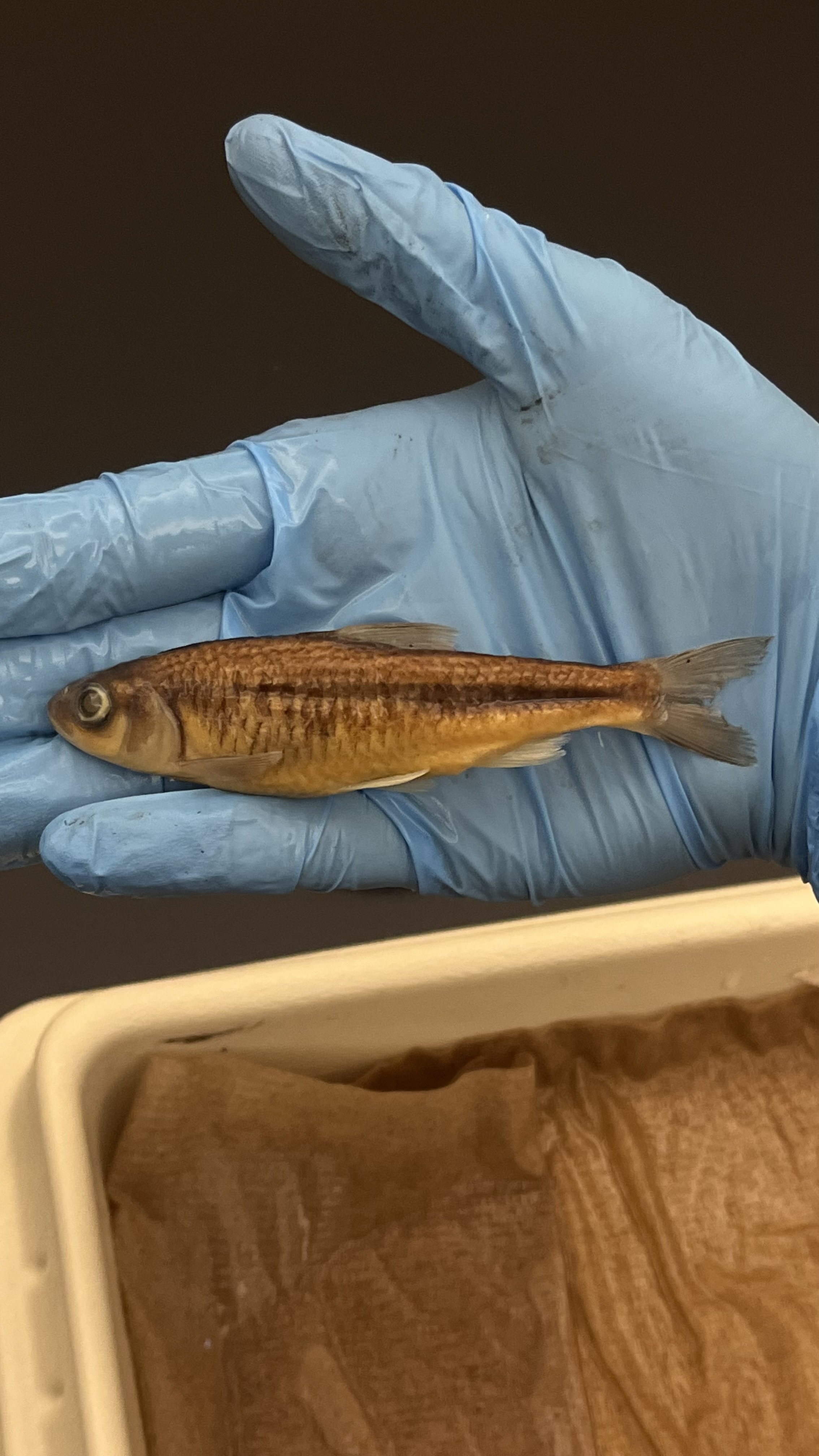 <p>Highscale Shiner</p>